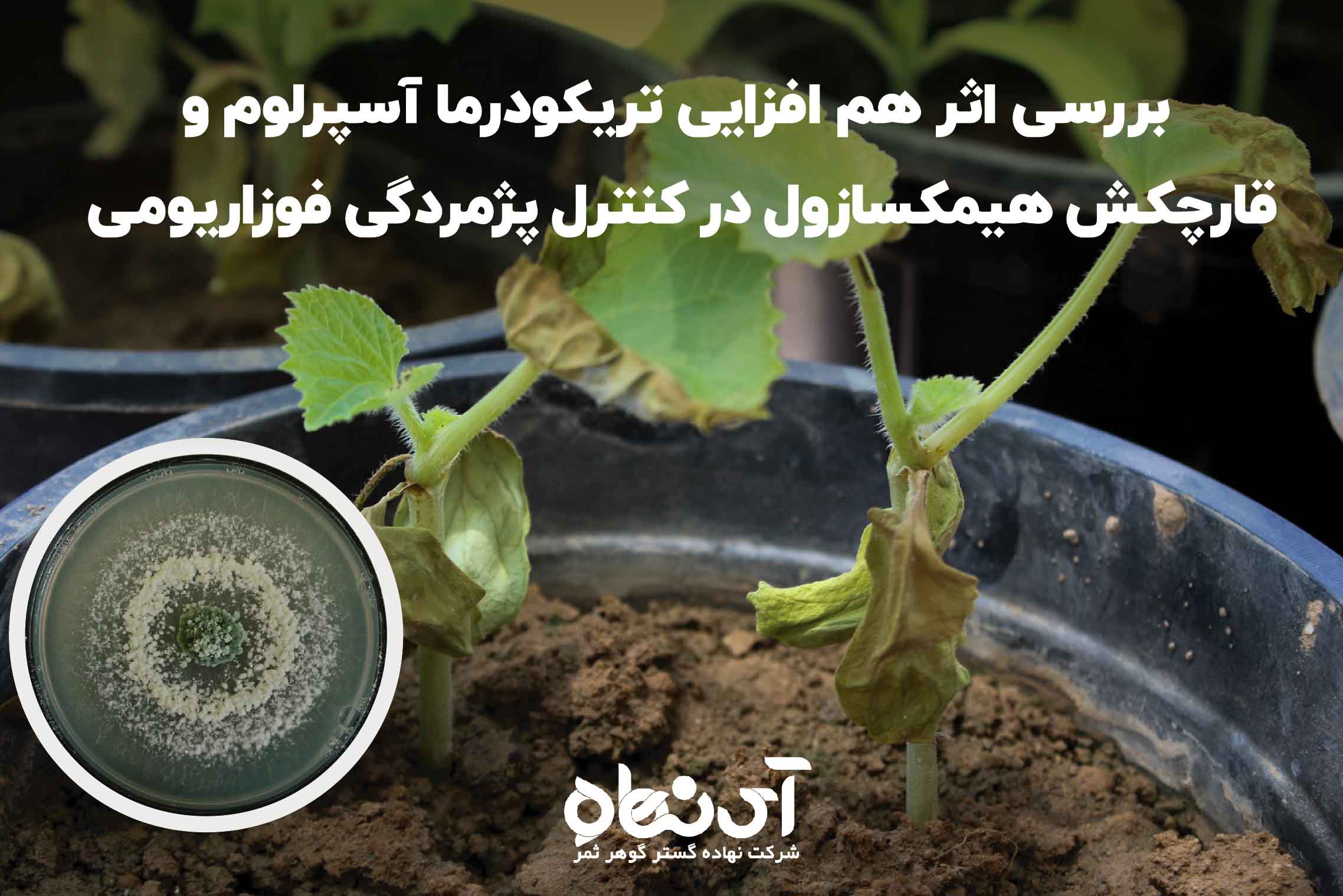 هم‏ افزایی قارچ‌کش هیمکسازول در ترکیب با عامل کنترل زیستی Trichoderma asperellum به منظور کنترل پژمردگی فوزاریومی